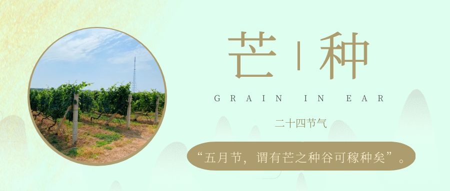 芒種 ▎風(fēng)吹葡園浪，蟬鳴夏始忙
