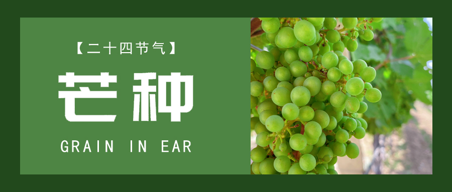 芒種 ▎忙終有獲，種得其所