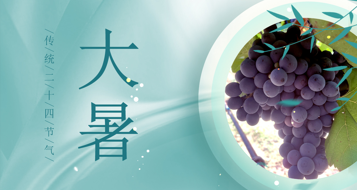 大暑 ▎時(shí)夏三伏盛，葡萄綴滿天
