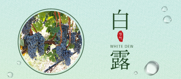 白露 ▎葡園循風(fēng)，奔赴一場(chǎng)秋色