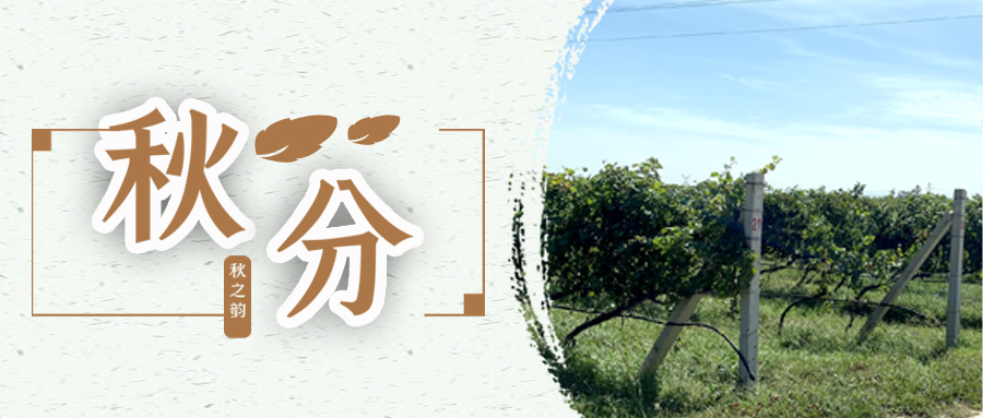 秋分 ▎秋分載萬物，葡園話豐收