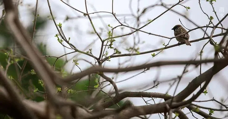 雨水||絲絲春雨潤(rùn)萬(wàn)物，杯杯美酒暖人心